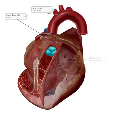 What Is Heart Valve Disease?