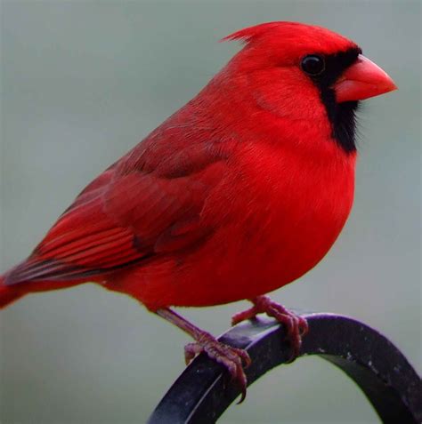 Northern Cardinal (male) | Cardinal birds, Beautiful birds, Pet birds