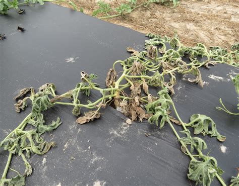 Fusarium wilt on watermelon – CucCAP