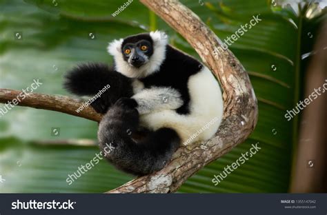 2,581 Lemur Island Madagascar Stock Photos, Images & Photography ...