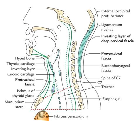 Deep Cervical Fascia (Fascia Colli) – Earth's Lab