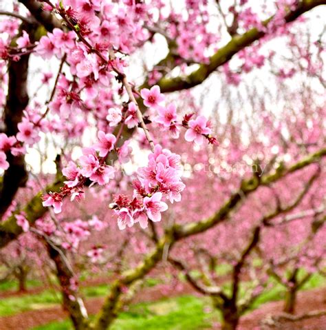 Peach Tree Blossoming, Peach Trees, Orchards, Flower Blossom, Peach Blossoms Landscape, Nature ...