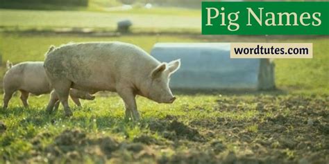 Pig Names - Picking The Perfect Pig Name - Word Tutes