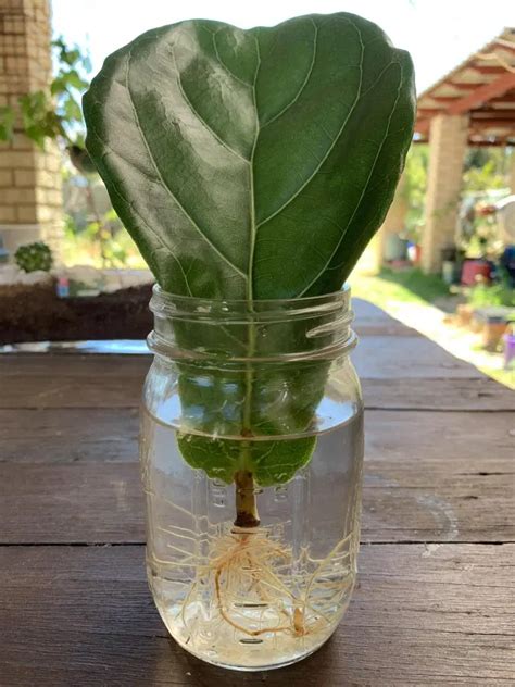 How To Propagate A Fiddle Leaf Fig In Water - Indoor Plant Care Indoor ...