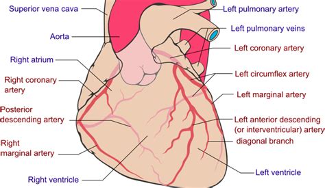 Diagram: Hart OS 16 | Quizlet