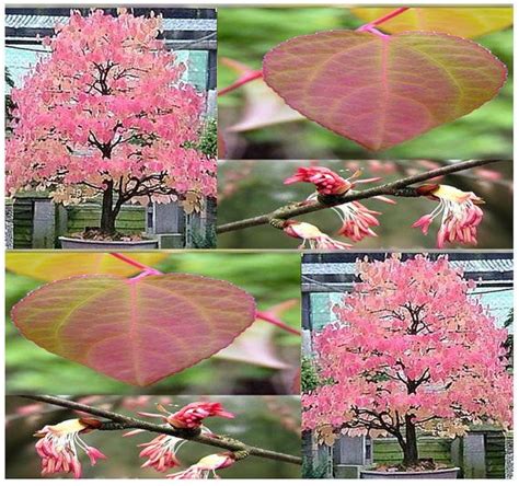 KATSURA Tree Seeds Cercidiphyllum japonicum by ALLooABOUTooSEEDS | Japanese bonsai tree, Katsura ...