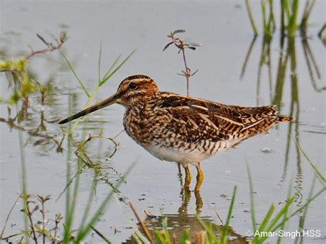 Snipe for Identification - Bird Ecology Study Group