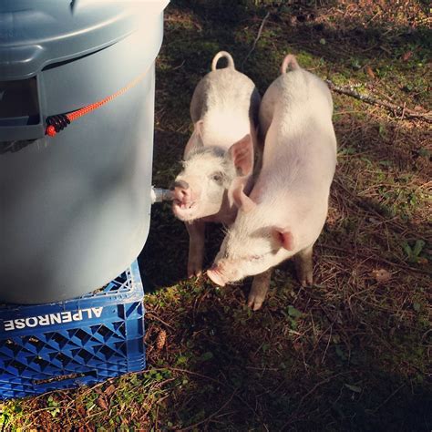 Pig Whisperer | Buckets, The o'jays and Pipes