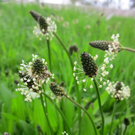 Ribwort Plantain (Plantago Lanceolata) – Wild Wales Seeds