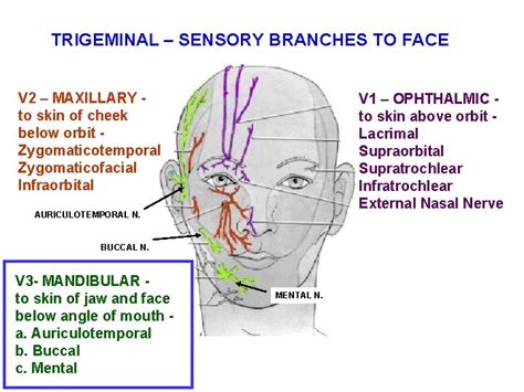 BRANCHES OF THE TRIGEMINAL NERVE ALL BRANCHES OF