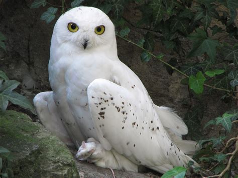 Figura:Nyctea-scandiaca-snowy-owl-0a.jpg - Wikipedia an piemontèis, l'enciclopedìa lìbera e a gràtis