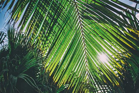 palmera verde, verde, palmera, verano, naturaleza, cielo, hoja, hojas ...