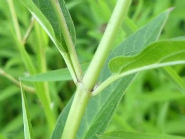 Swamp Milkweed: Pictures, Flowers, Leaves & Identification | Asclepias ...