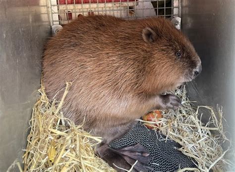 400 years after extinction, beavers return to major city to combat ...