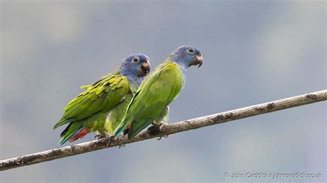 Blue-headed Parrot Pionus menstruus Blanchisseuse Road Trinidad | John ...