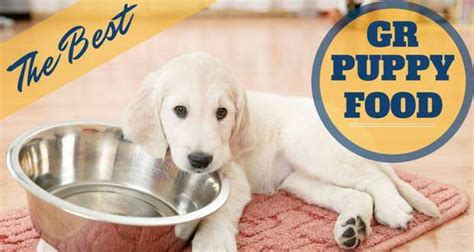 The Best Puppy Food For Golden Retrievers