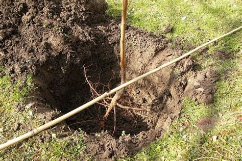 How to plant a fruit tree in six easy steps | Gardeningtheme.com