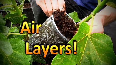 Air Layering Fig Trees | My Experiment and the Science Behind it - YouTube