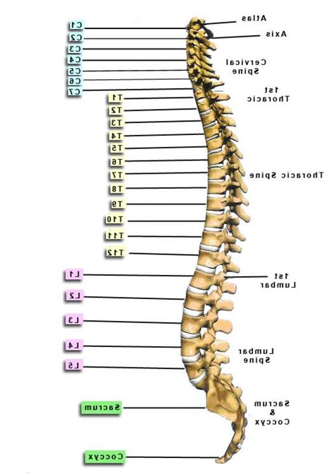 Vertebrae - Yahoo Search Results Yahoo Image Search Results | Anatomy_Skeleton_Spine | Pinterest