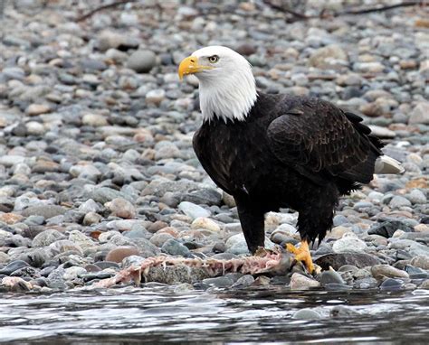 Climate Change and Long-term Trends in Bald Eagle Winter Habitat Use on ...