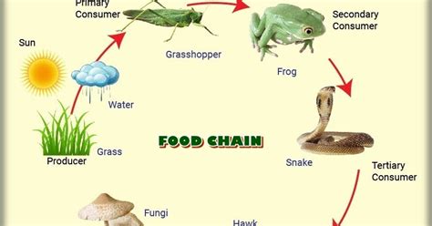 BhupiBioClasses: Food Chain