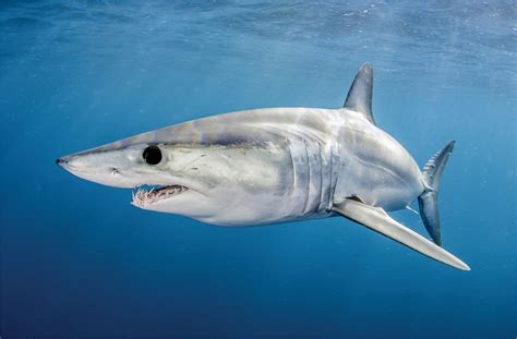 Shortfin mako sharks threatened by inaction | Science