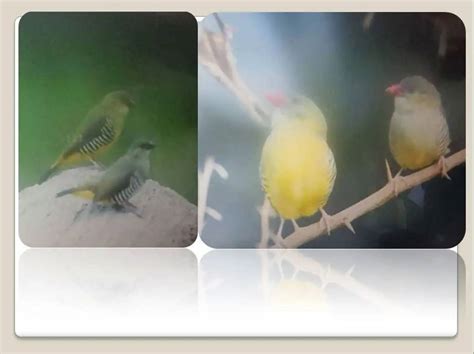 Green Munia bird's baby born for the first time in the Gulabbagh zoo