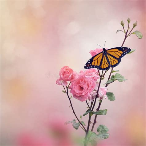 Rose and butterfly stock image. Image of pink, solid - 25155781