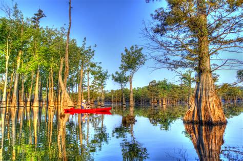 Sentinels of the Swamp: Cypress and Tupelo Trees - National Forest Foundation