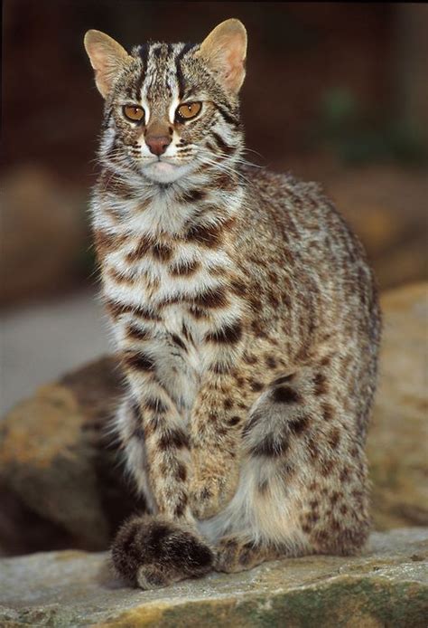 Amur leopard cat (Prionailurus bengalensis euptilura) North east Asia ...