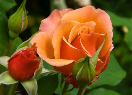 flowers for flower lovers.: Orange rose wallpapers.