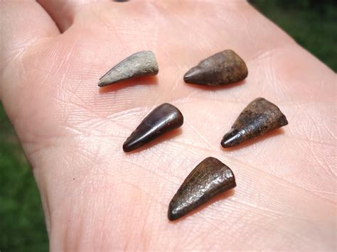 Five Choice Barracuda Teeth | Recently Sold | FOSSILS | Prehistoric Florida