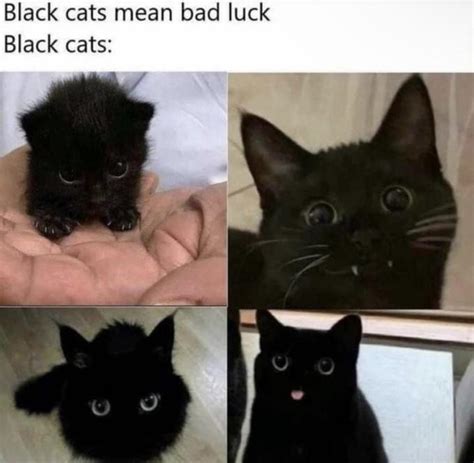 I’ll take 4 bad lucks please | /r/wholesomememes | Wholesome Memes ...