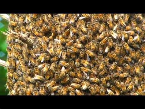 Honey Bee Swarm Behavior Up Close and Personal - YouTube