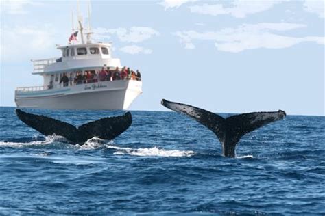 Places for whale watching – The Travel Masters