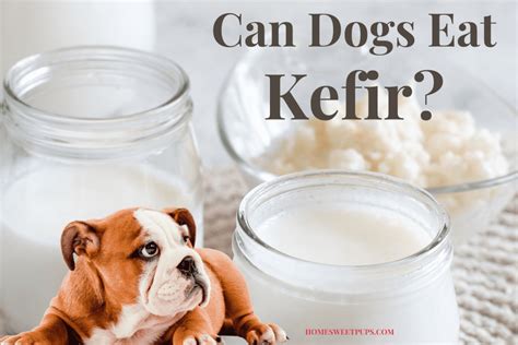 Can Dogs Eat Kefir? (You'll Love The Answer) | Home Sweet Pups