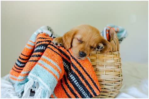 Newborn Puppy Photo Shoot - Virginia Wedding Photographer