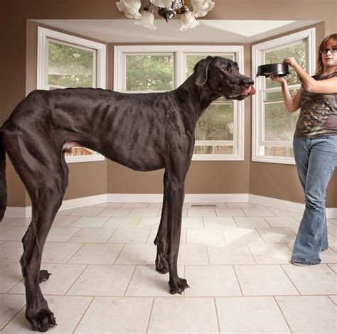 Really Tall Dog Breeds | Flipboard