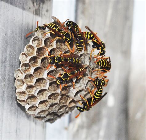 How To Get Rid Of Yellow Jacket Nests | Hunker