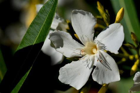 How To Grow Oleander Plants – Real Men Sow