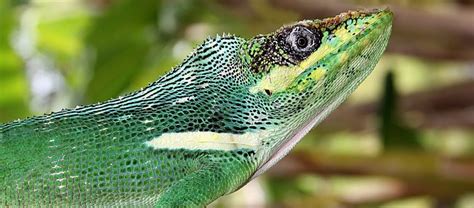 The Knight Anole | Critter Science