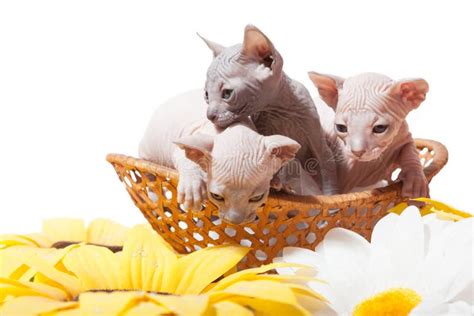 Don Sphynx Kittens in the Basket Stock Photo - Image of elegant ...