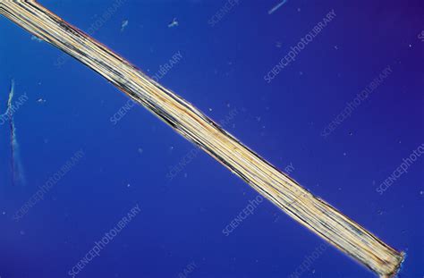 Jute fibre, light micrograph - Stock Image - H120/0401 - Science Photo ...