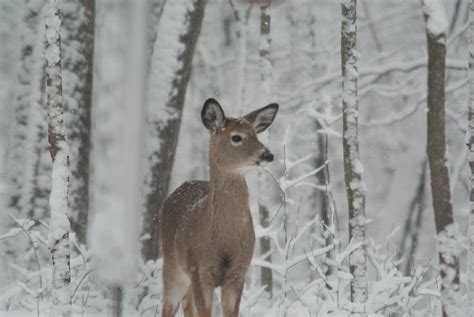 Deer In The Snow Photograph by Douglas Barnett | Fine Art America