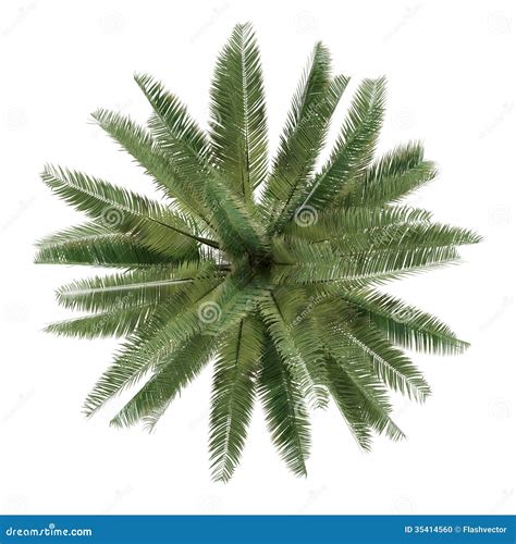 Palm Tree Isolated. Jubaea Chilensis Top View Stock Illustration ...