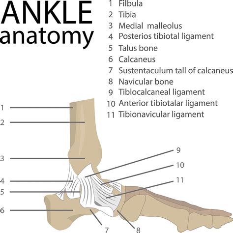 Anatomy Of Foot Ankle Anatomy Of The Foot Ankle Total Ankle | The Best ...