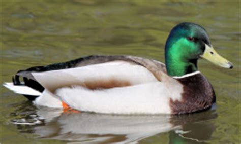 Duck Plumage in eclipse & breeding season - Wildfowl Photography - Ducks, Geese, and Swans.