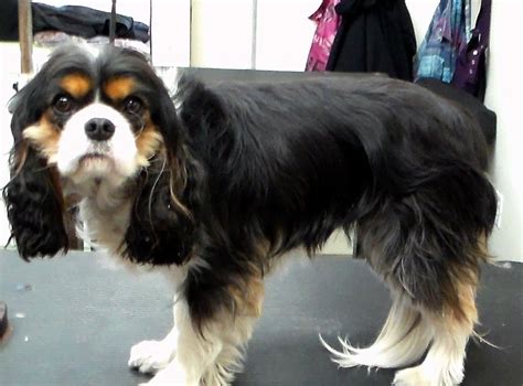 77 Cool Haircut For Cavalier King Charles Spaniel - Haircut Trends