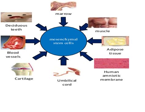 The sources of mesenchymal stem cells | Download Scientific Diagram