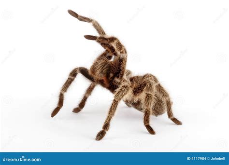 Chilean Rose Hair Tarantula Stock Photo - Image of venom, venomous: 4117984